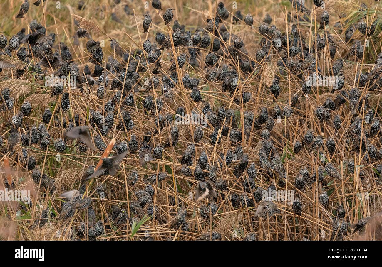 Starlings, Sturnus vulgaris, arrivant en soirée dans les roost en roseau. Banque D'Images