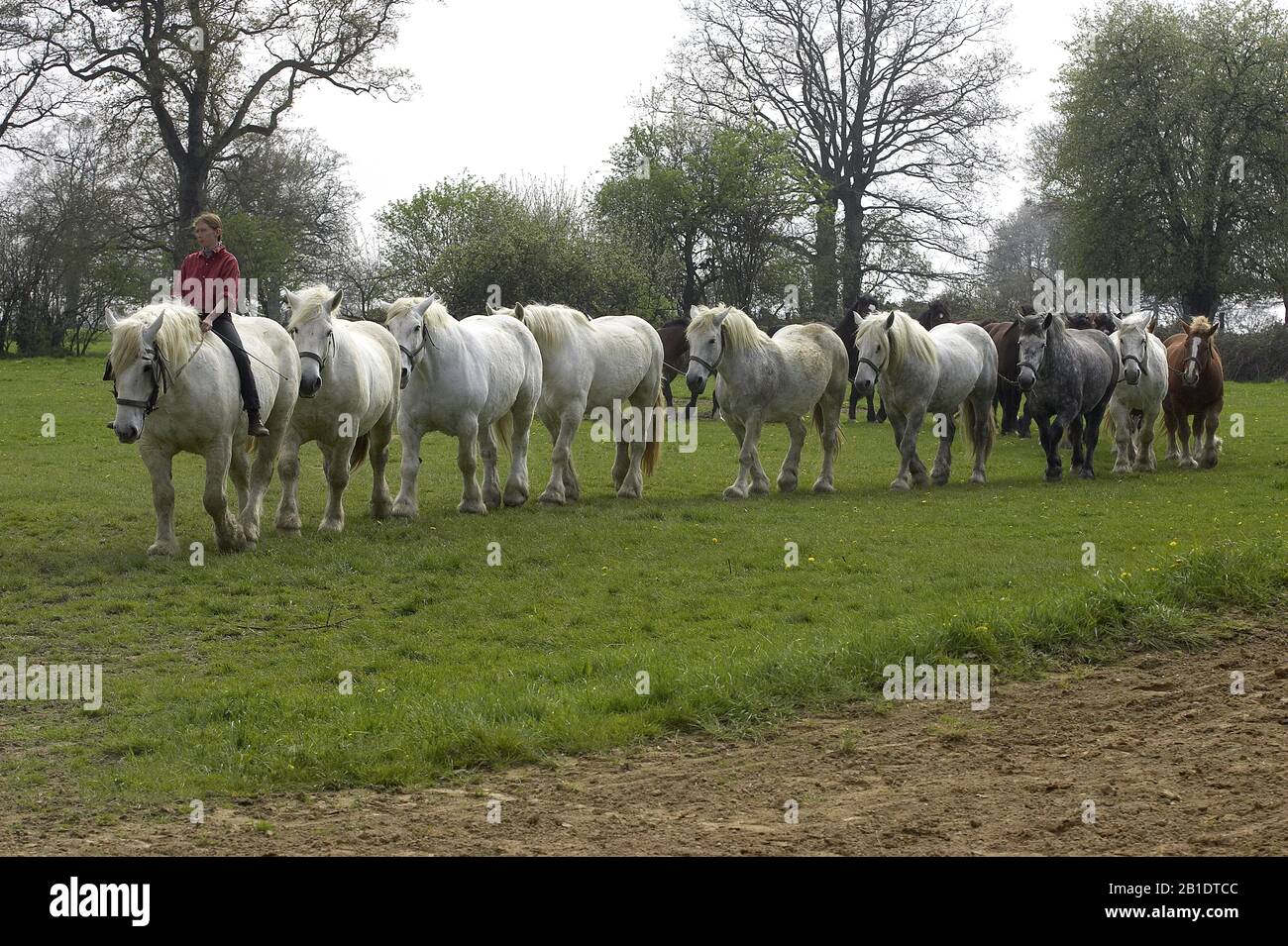 Chevaux de trait Percheron, Normandie Banque D'Images