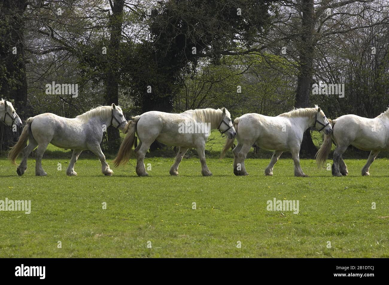 Chevaux de trait Percheron, Normandie Banque D'Images