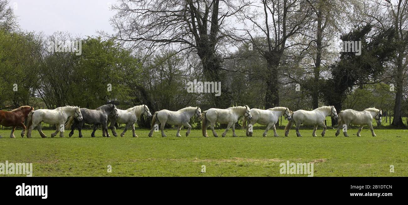 Chevaux de trait Percheron, Normandie Banque D'Images