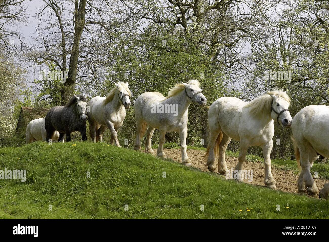 Chevaux de trait Percheron, Normandie Banque D'Images