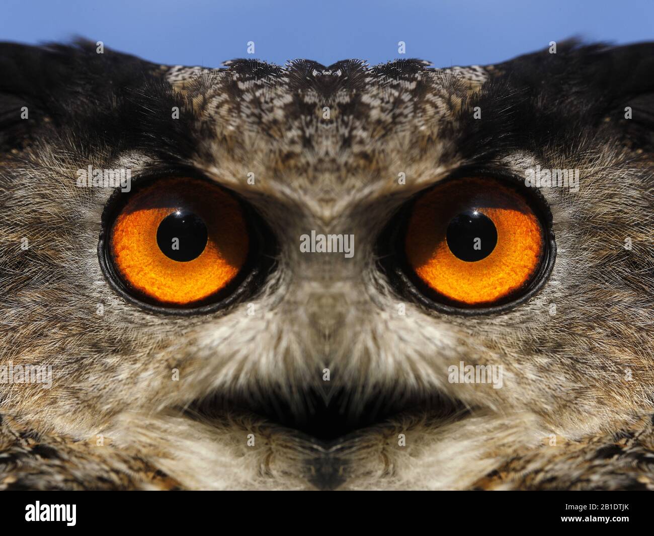 Aigle Owl européen, asio otus, Portrait Of Adult, Digital Composing Banque D'Images