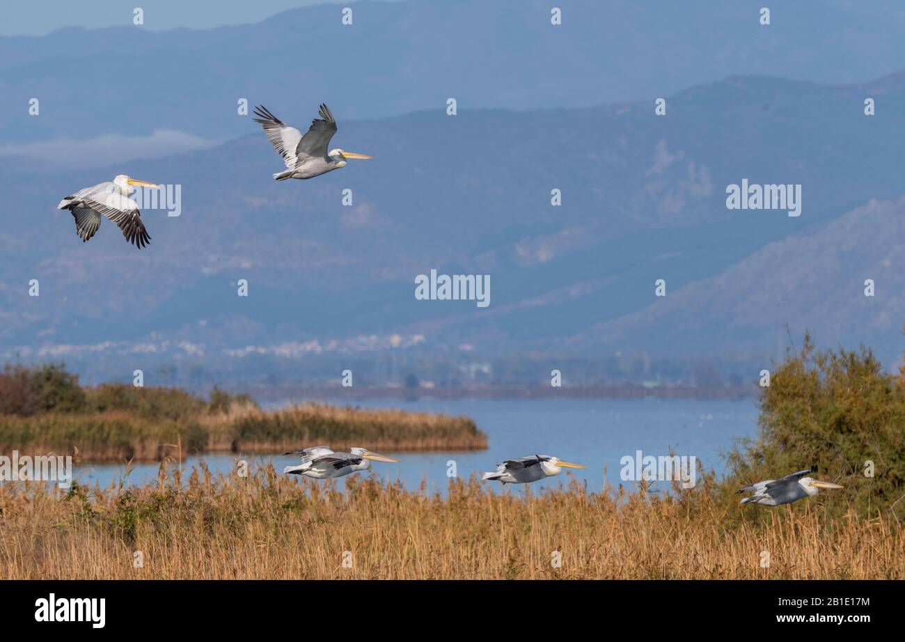 De grands pélicans blancs, Pelecanus onocrotalus, en vol dans le nord-est de la Grèce, automne. Banque D'Images