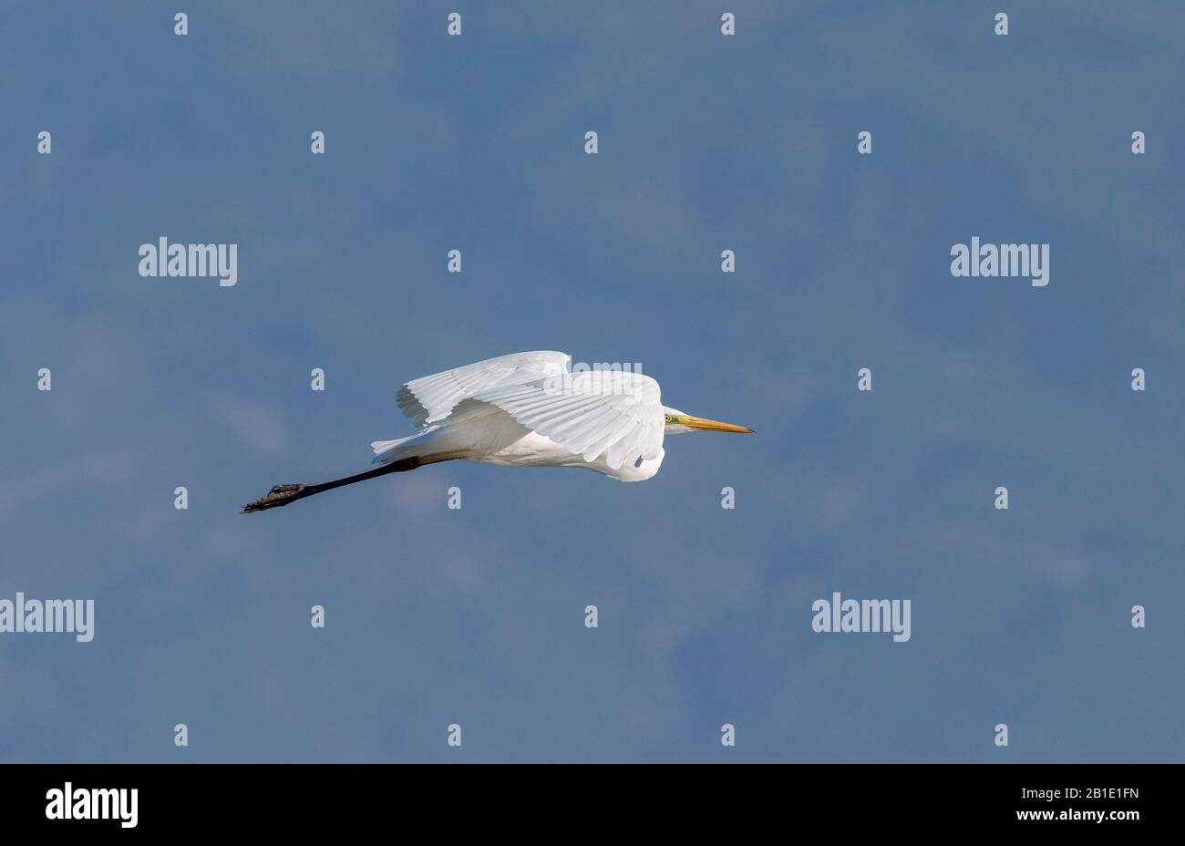 Great White Egret, Ardea alba en vol, au-dessus du lagon côtier, Grèce. Banque D'Images