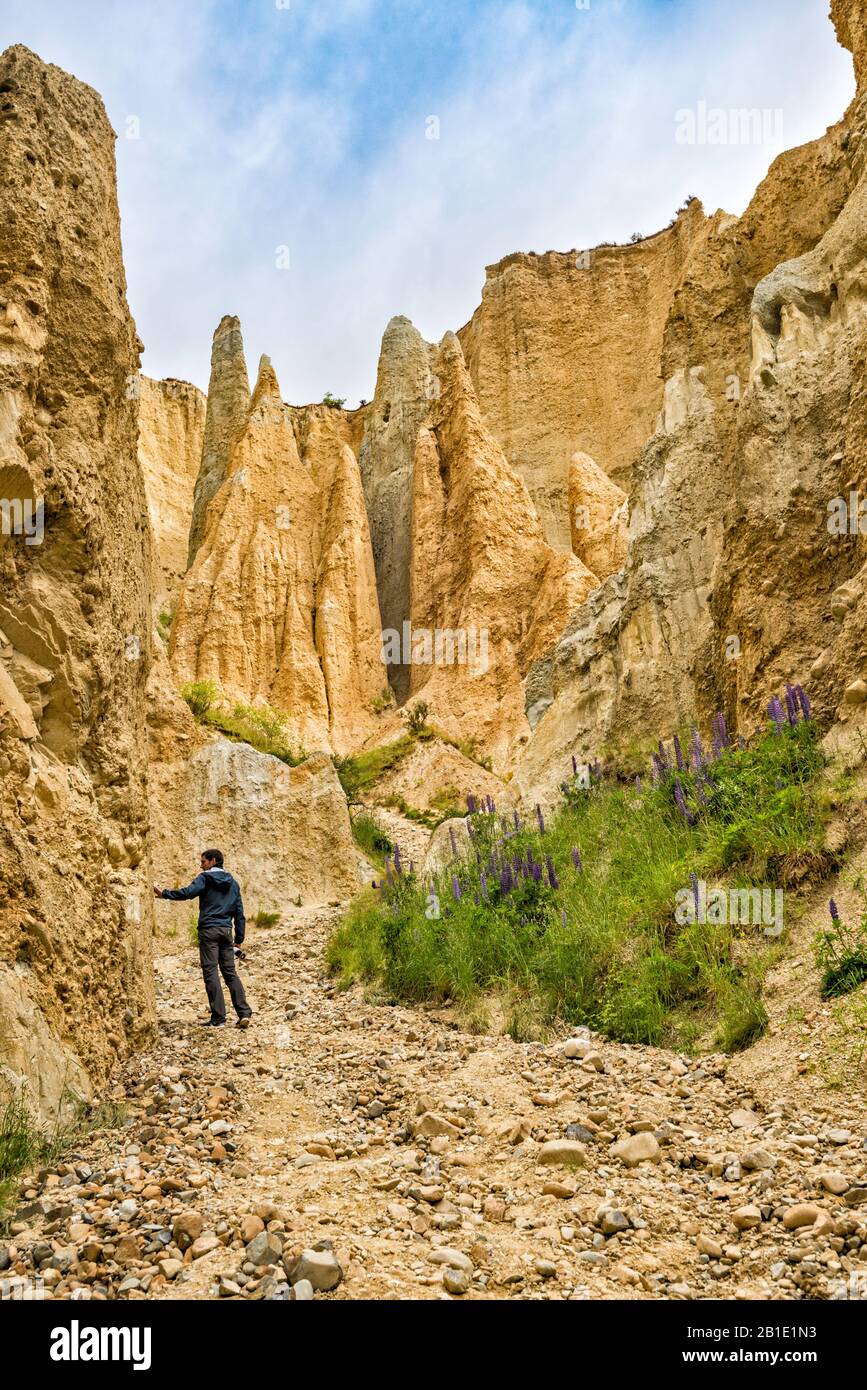 Randonneur à Omarama Clay Cliffs, formations rocheuses faites de limon et de gravier, près de la ville d'Omarama, région de Canterbury, île du Sud, Nouvelle-Zélande Banque D'Images
