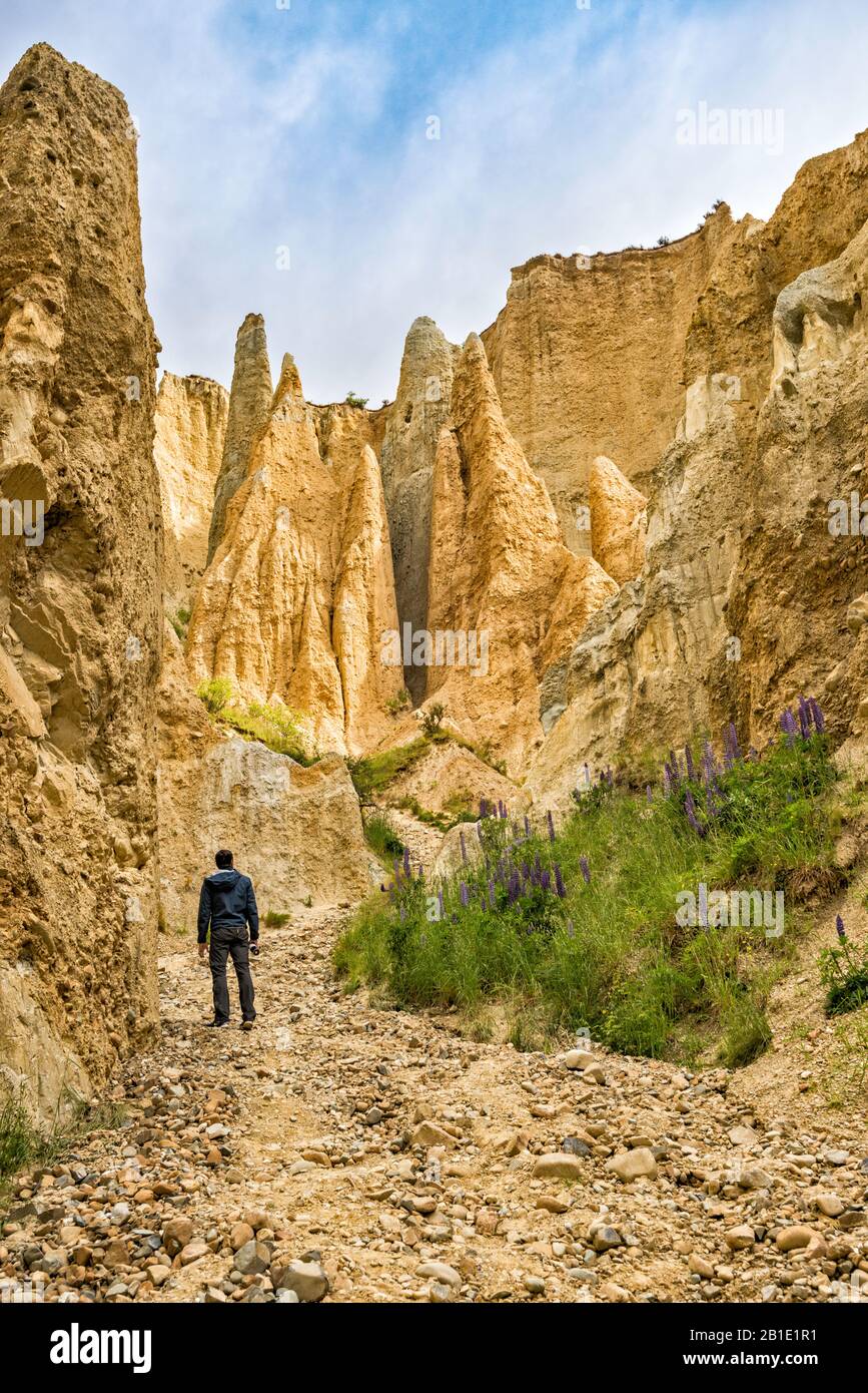 Randonneur à Omarama Clay Cliffs, formations rocheuses faites de limon et de gravier, près de la ville d'Omarama, région de Canterbury, île du Sud, Nouvelle-Zélande Banque D'Images