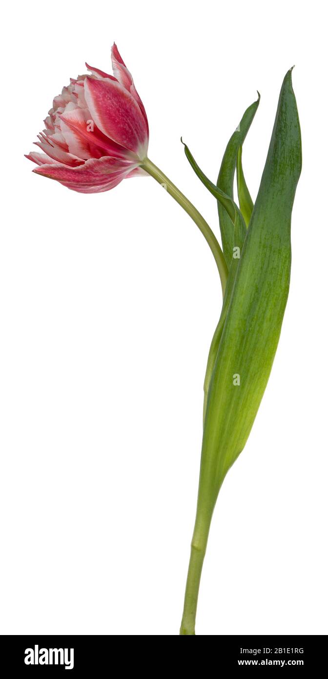 Vue latérale d'une double tulipe rose/blanche, isolée sur fond blanc. Banque D'Images