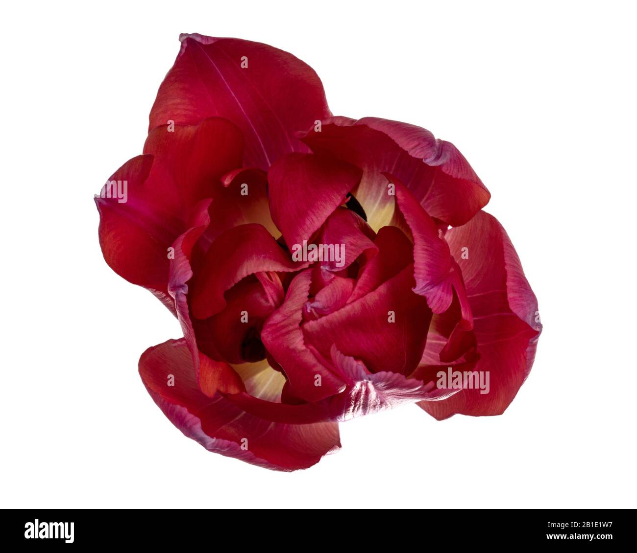 Vue rapprochée de la fleur de tulipe rose double couche, isolée sur fond blanc. Banque D'Images