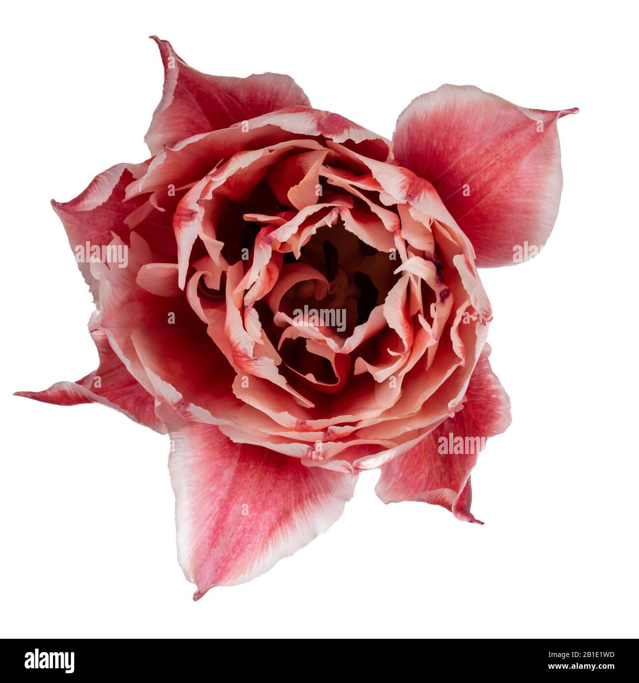 Vue de dessus rapprochée du rose à double couche avec fleur de tulipe blanche, isolée sur fond blanc. Banque D'Images