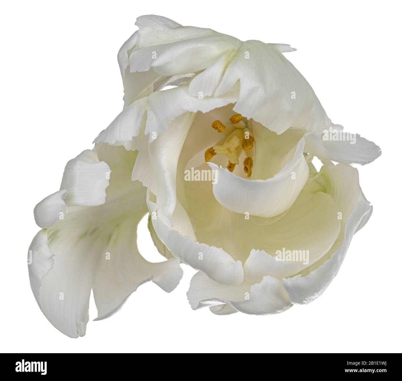 Vue de dessus rapprochée d'une seule fleur de tulipe blanche en ruffée, isolée sur fond blanc. Banque D'Images