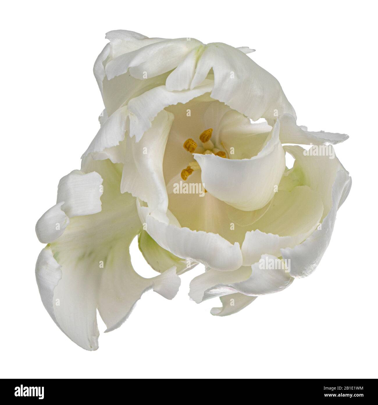 Vue de dessus rapprochée d'une seule fleur de tulipe blanche en ruffée, isolée sur fond blanc. Banque D'Images