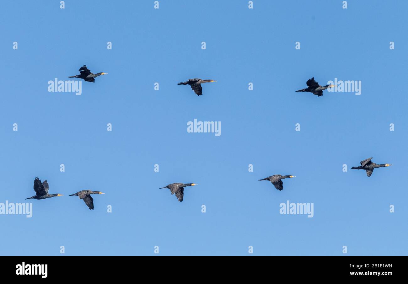 Troupeau de cormorans communs, Phalacrocorax carbo, en vol. Banque D'Images