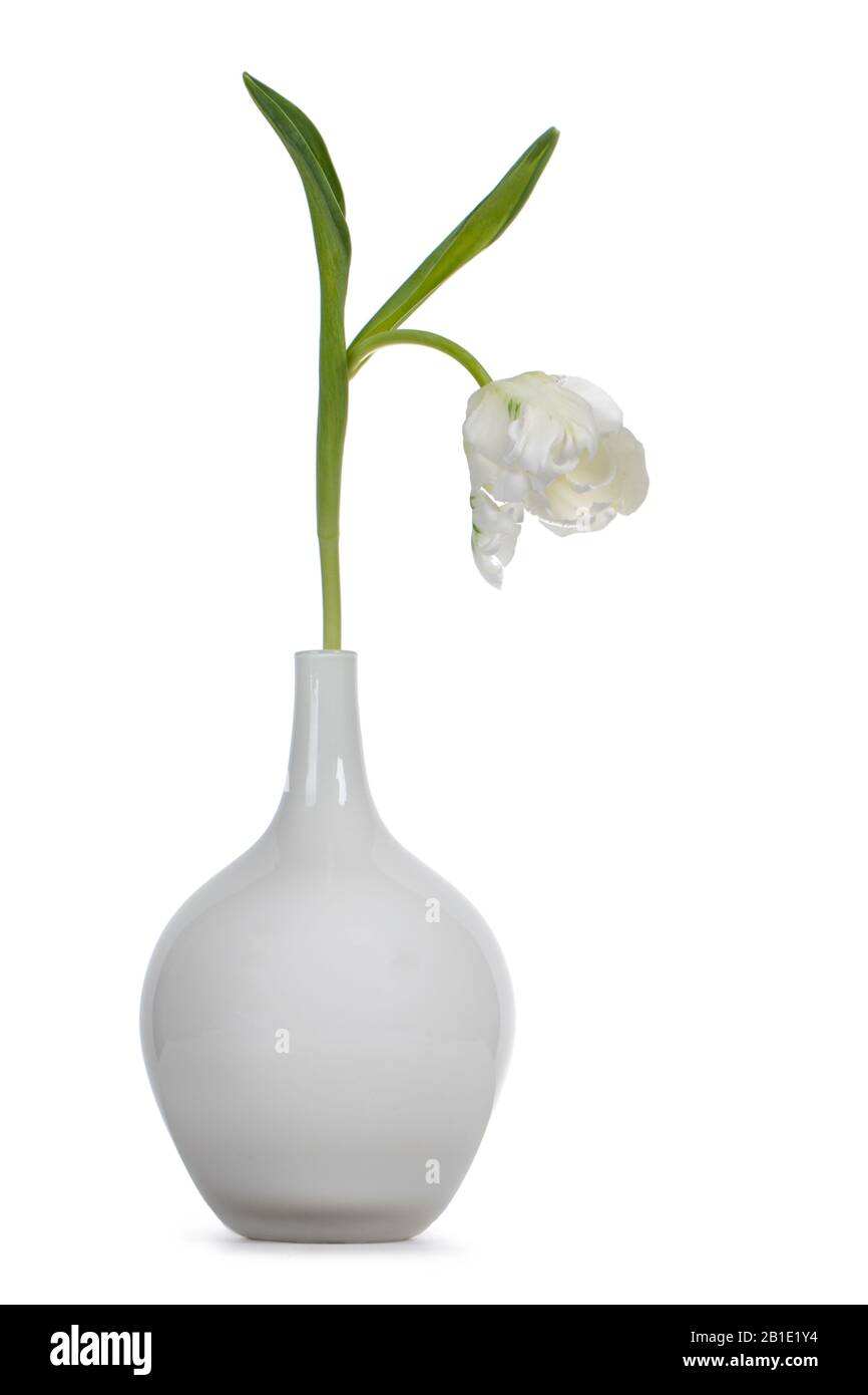 Tulipe blanche simple dans vase en verre, isolée sur fond blanc. Banque D'Images