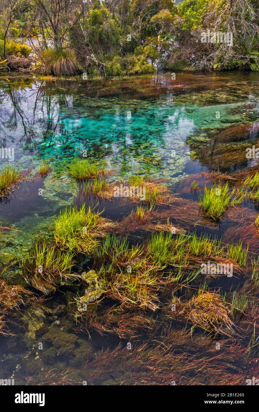 Printemps Des Sables Dansants À Te Waikoropupu Springs (Pupu Springs), Près De Takaka, Tasman District, South Island, Nouvelle-Zélande Banque D'Images