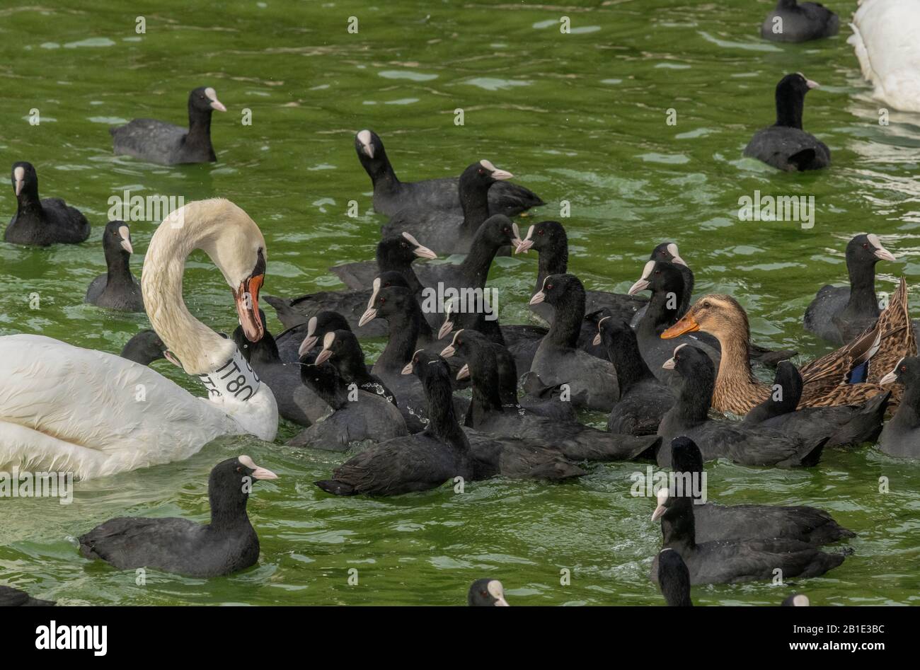 Nourrir la frénésie où les oiseaux sont nourris avec du pain, au lac Kastoria, en Grèce; impliquant le coot, le cygne muet, le malard, les goélands à tête noire, etc Banque D'Images