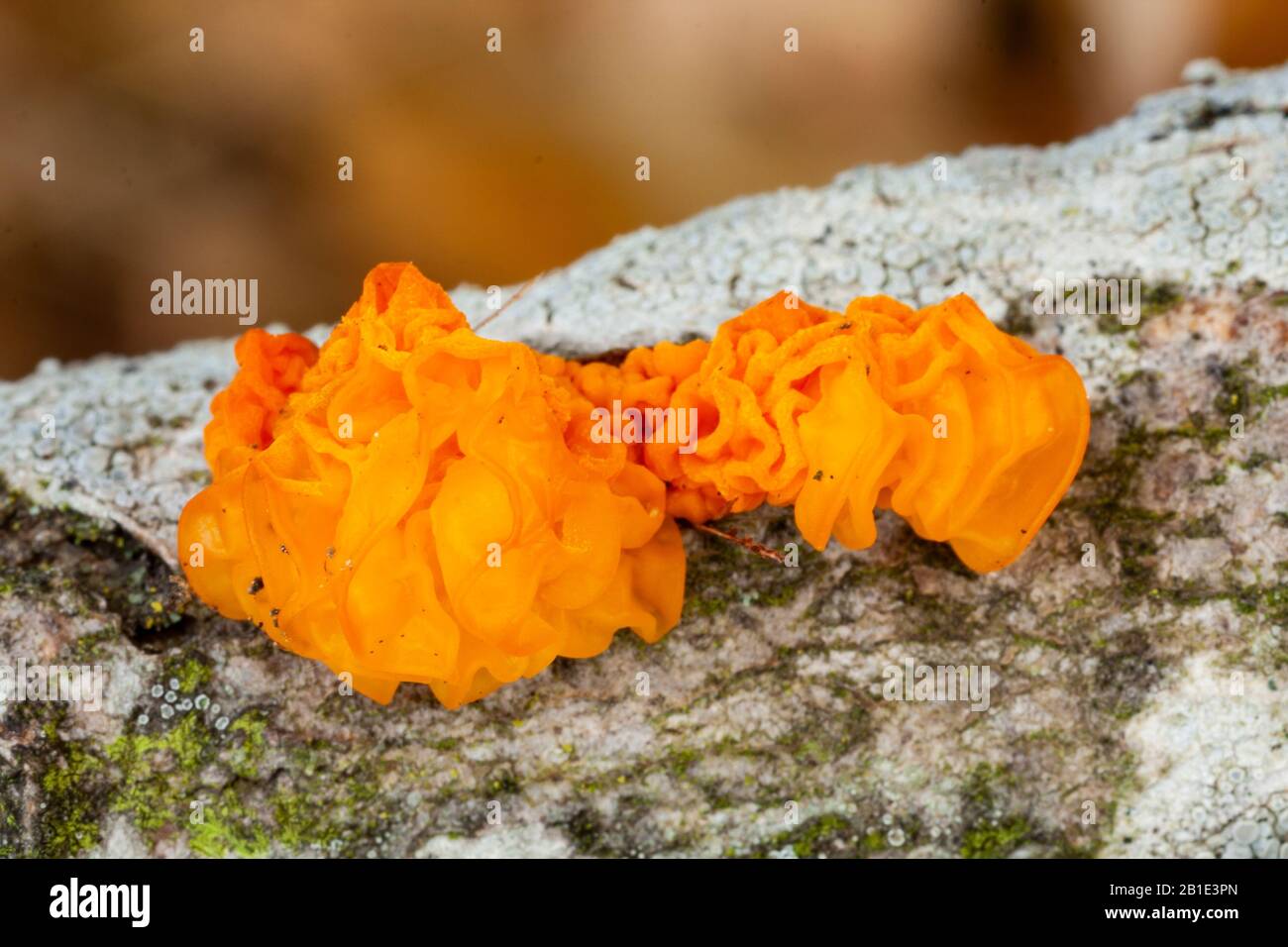 Les champignons Tremella Mesenterica qui poussent sur une branche morte. Espagne Banque D'Images