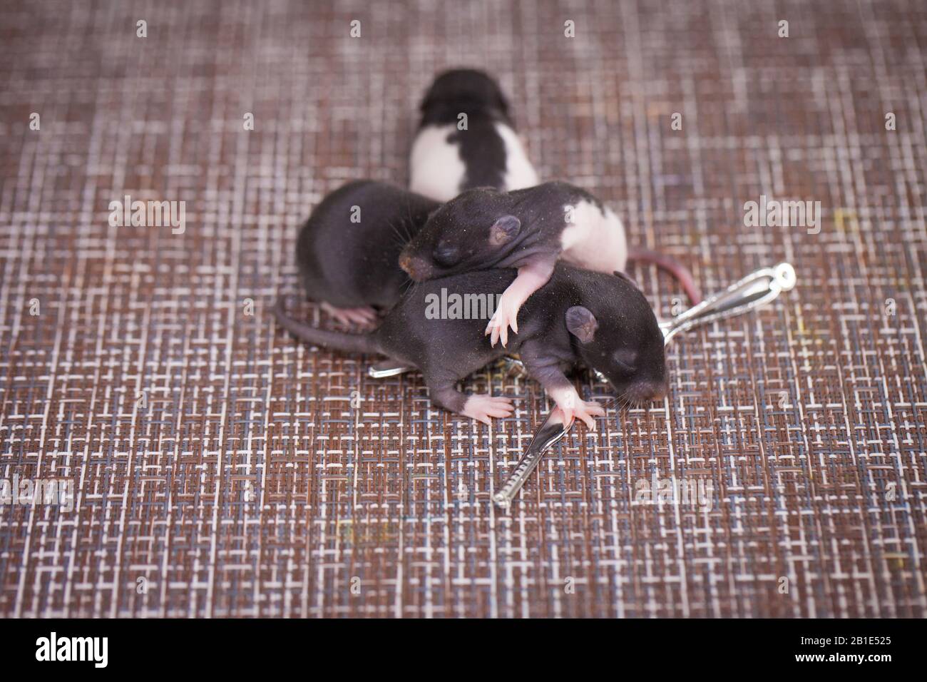 La famille de bébé rat dormait ensemble dans une balle. Mignons souris  Photo Stock - Alamy