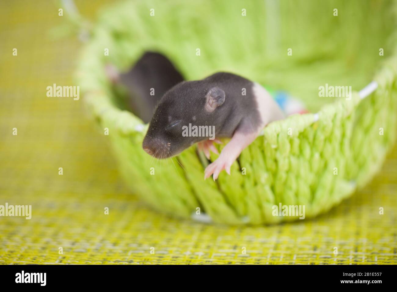 La Famille De Bebe Rat Dormait Ensemble Dans Une Balle Mignons Souris Dans Un Sac En Osier Vert Ambiance Printaniere Photo Stock Alamy