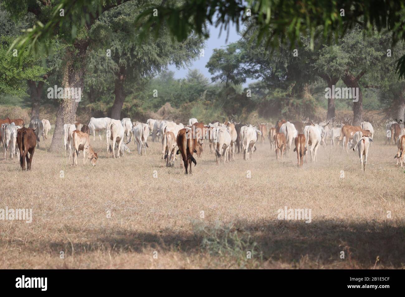 Vaches de pâturage en grand groupe dans la ferme de village ou classé en Inde, image de vaches indiennes Banque D'Images