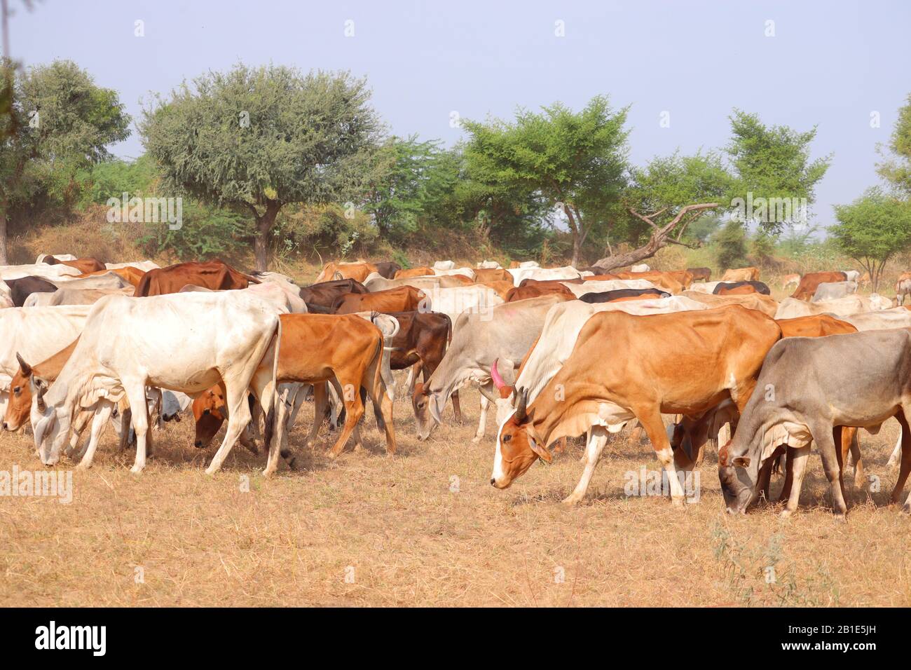 Le bétail, ou les vaches, sont le type le plus commun de grands ongulés domestiqués. Ils sont un membre moderne éminent de la sous-famille Bovinae, sont les plus W Banque D'Images