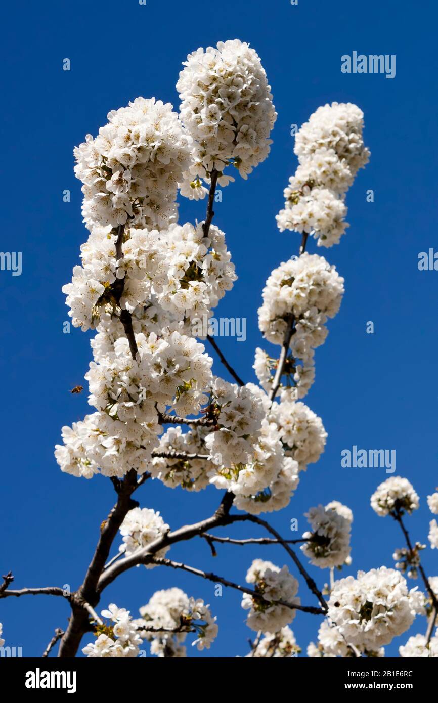 Fleur de cerisier au printemps, plus de détails Direction générale de ciel bleu clair. Banque D'Images