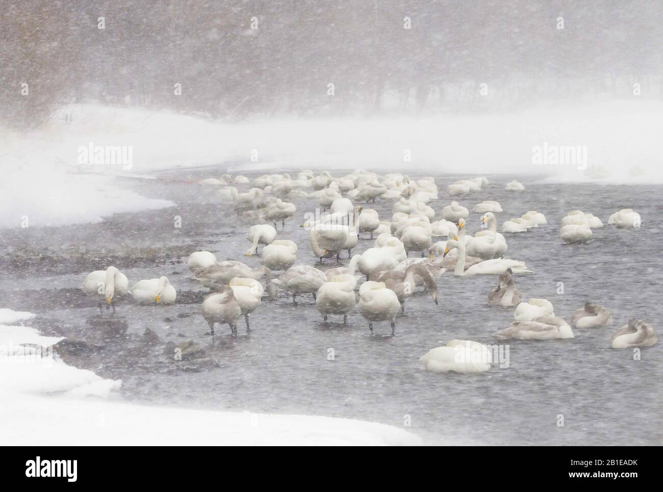 Cygnus cygnus (Cygnus cygnus), Whooper swians dans la tempête de neige au lac Kussharo, Japon, Hokkaido Banque D'Images