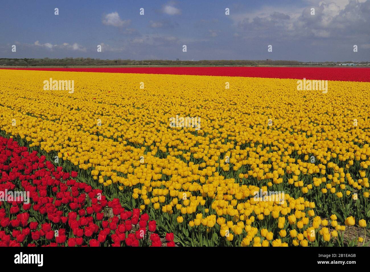 Tulip de jardin commun (Tulipa gesneriana), champs de tulipes fleuris jaune et rouge, Pays-Bas, Pays-Bas du Nord Banque D'Images