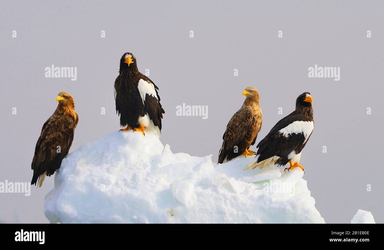 L'aigle de mer de Stellers (Haliaetus pelagicus), deux aigles de mer de Stellers avec deux aigles à queue blanche, Japon, Hokkaido Banque D'Images