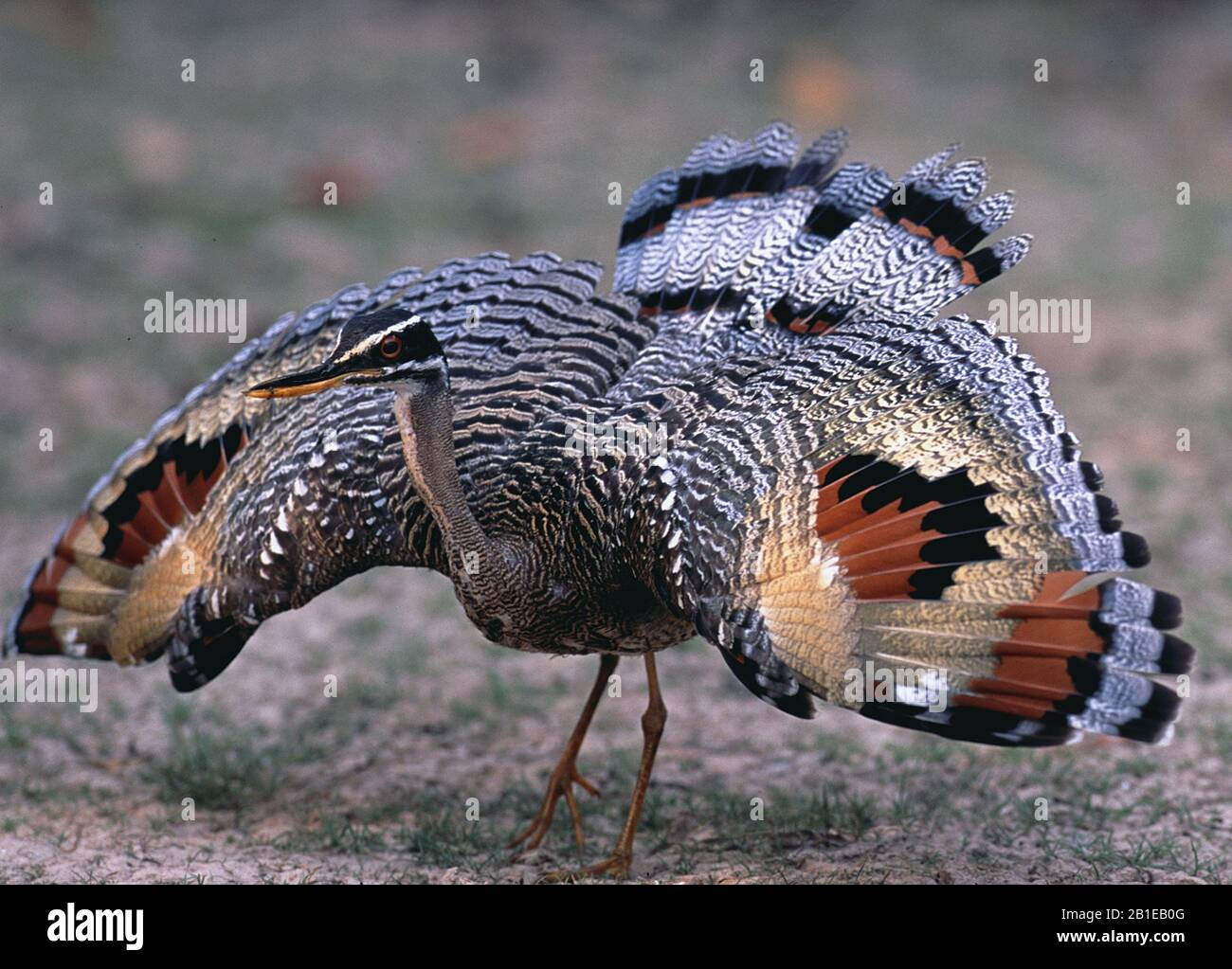 Sun-bittern, lanterne (Euryga helias), avec ailes étalées, Venezuela, Llanos Banque D'Images