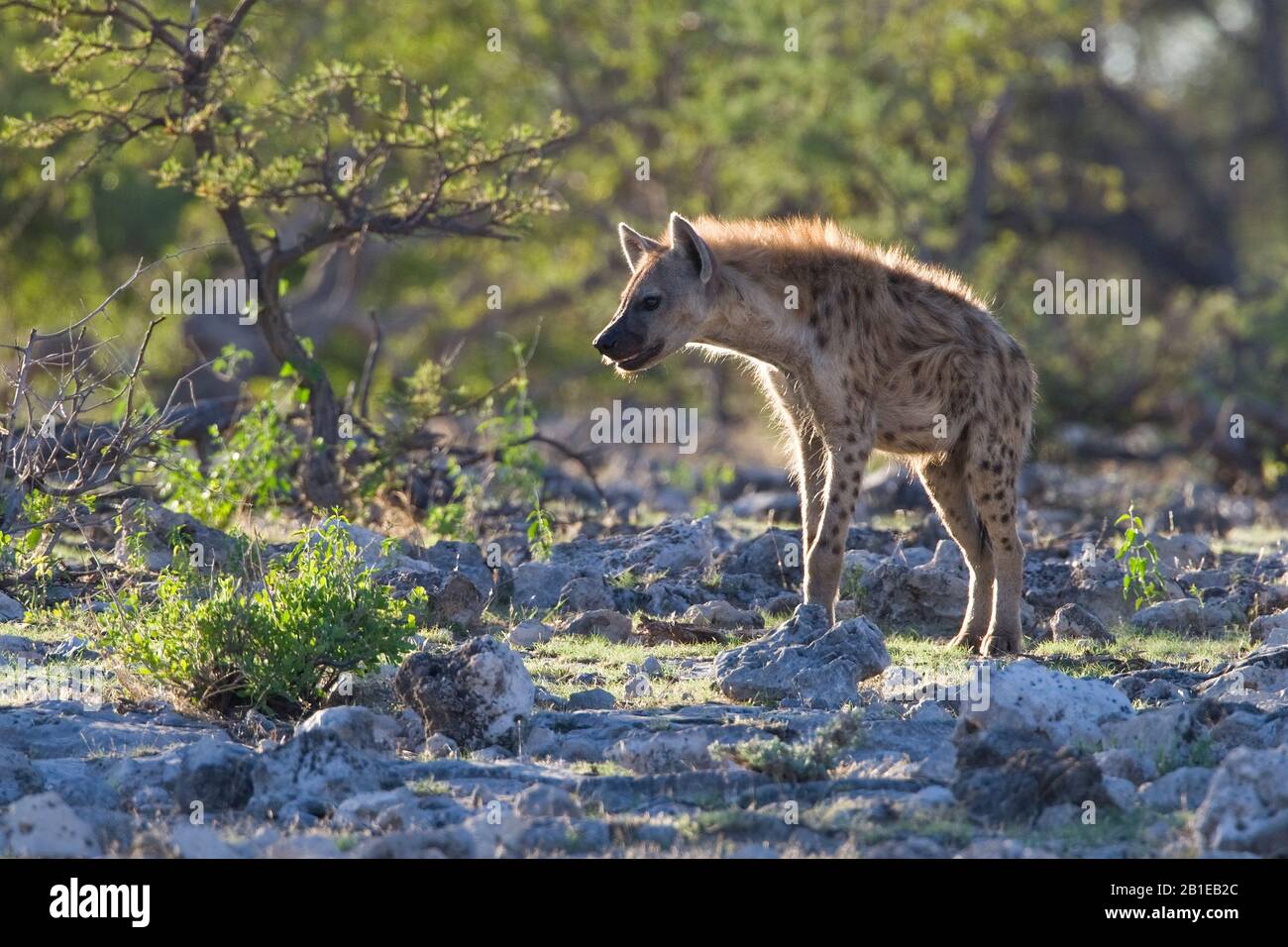 Hyena tachetée (Crocuta crocuta), en contre-jour, Namibie, Parc national d'Etosha Banque D'Images