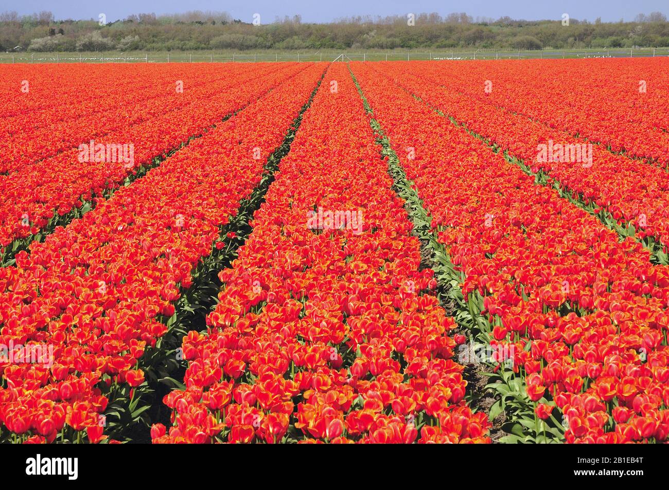Tulip de jardin commun (Tulipa gesneriana), champ de tulipe fleuri rouge, Pays-Bas, Nord des Pays-Bas Banque D'Images