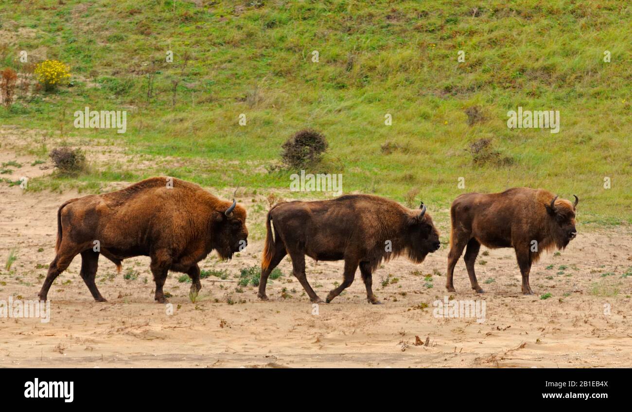 Bison européen, wisent (Bison bonatus), groupe dans le paysage des dunes, Pays-Bas, Overveen Banque D'Images