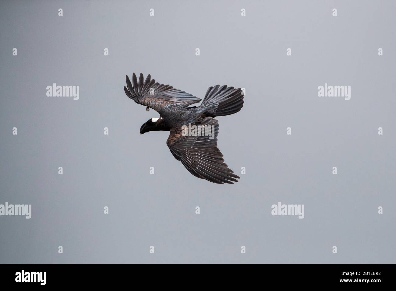 Corbeau à facture épaisse (Corvus crassirostris) en vol, Simien Mountain, Ethiopie Banque D'Images