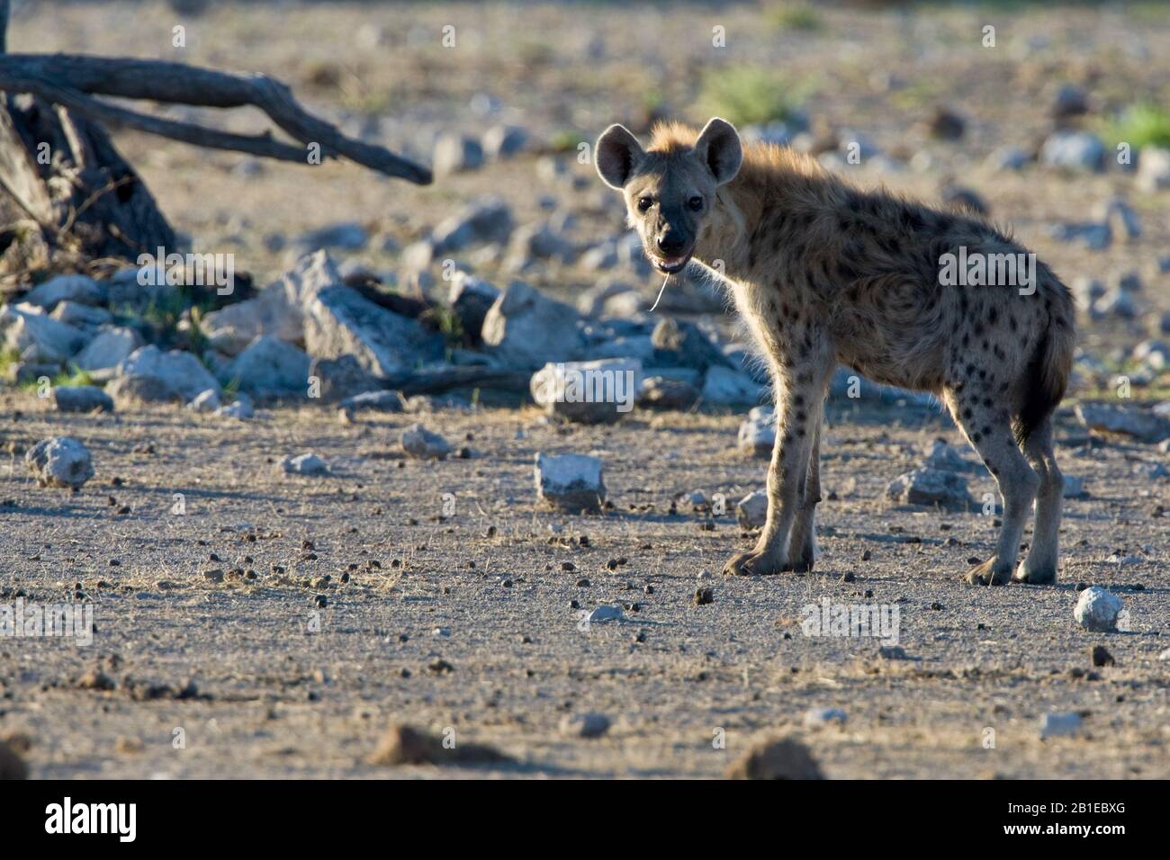 Hyène tacheté (Crocuta crocuta), dans habitat, Namibie, Parc national d'Etosha Banque D'Images