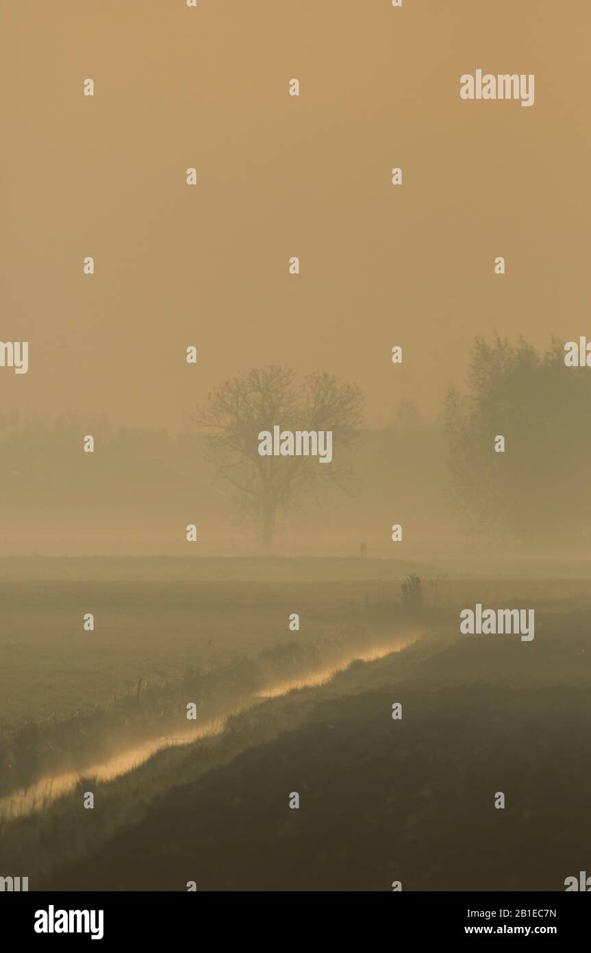 Terres agricoles en brume tôt le matin , Pays-Bas, Vreeland Banque D'Images