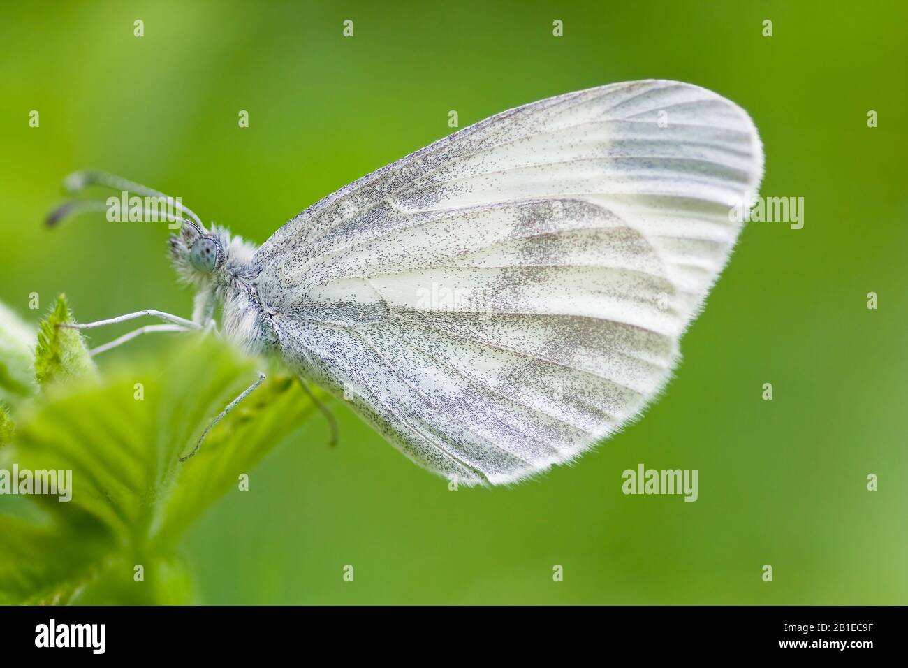 Bois blanc papillon, bois blanc (Leptidea sinapis), vue latérale, Allemagne, Rhénanie-du-Nord-Westphalie, Eifel Banque D'Images