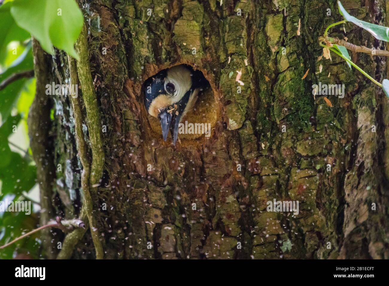 Grand pic à pois (Picoides Major, Dendrocopos Major), bleuissement à son trou de nidification, portrait, Suisse, Sankt Gallen Banque D'Images