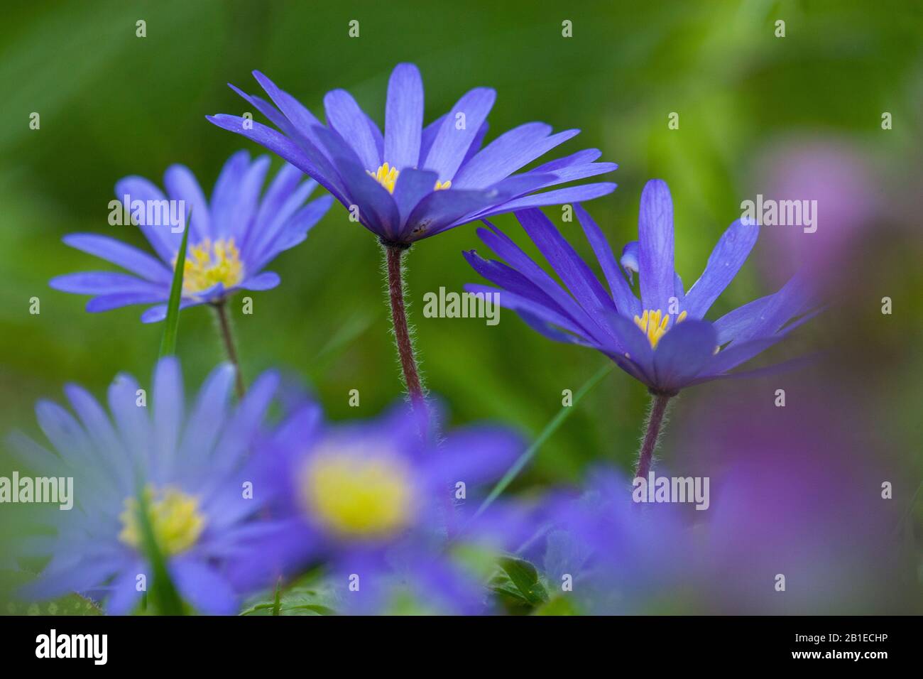 Apennine anemone (Anemone apennina), fleurs, Pays-Bas, Frise Banque D'Images