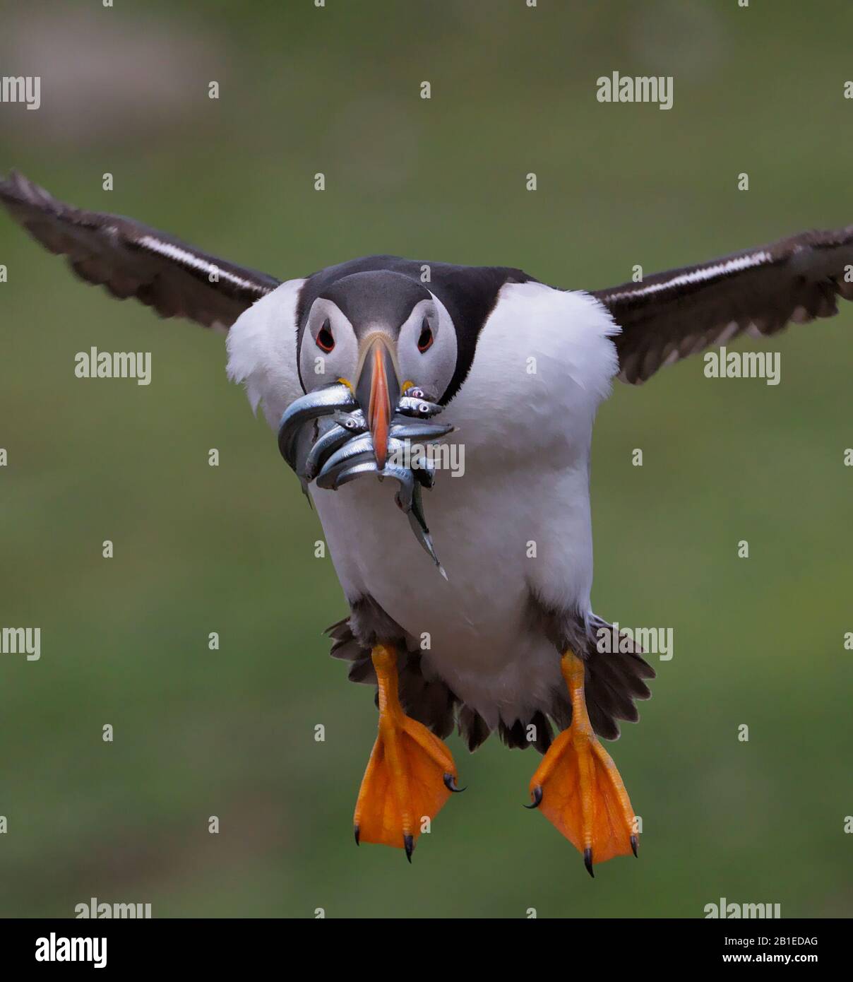 Puffin, Fratercula Arctica, Volant Vers Camera Avec Un Beak Plein D'Anguilles De Sable Après La Pêche En Mer Prise À Skomer Island Royaume-Uni Banque D'Images