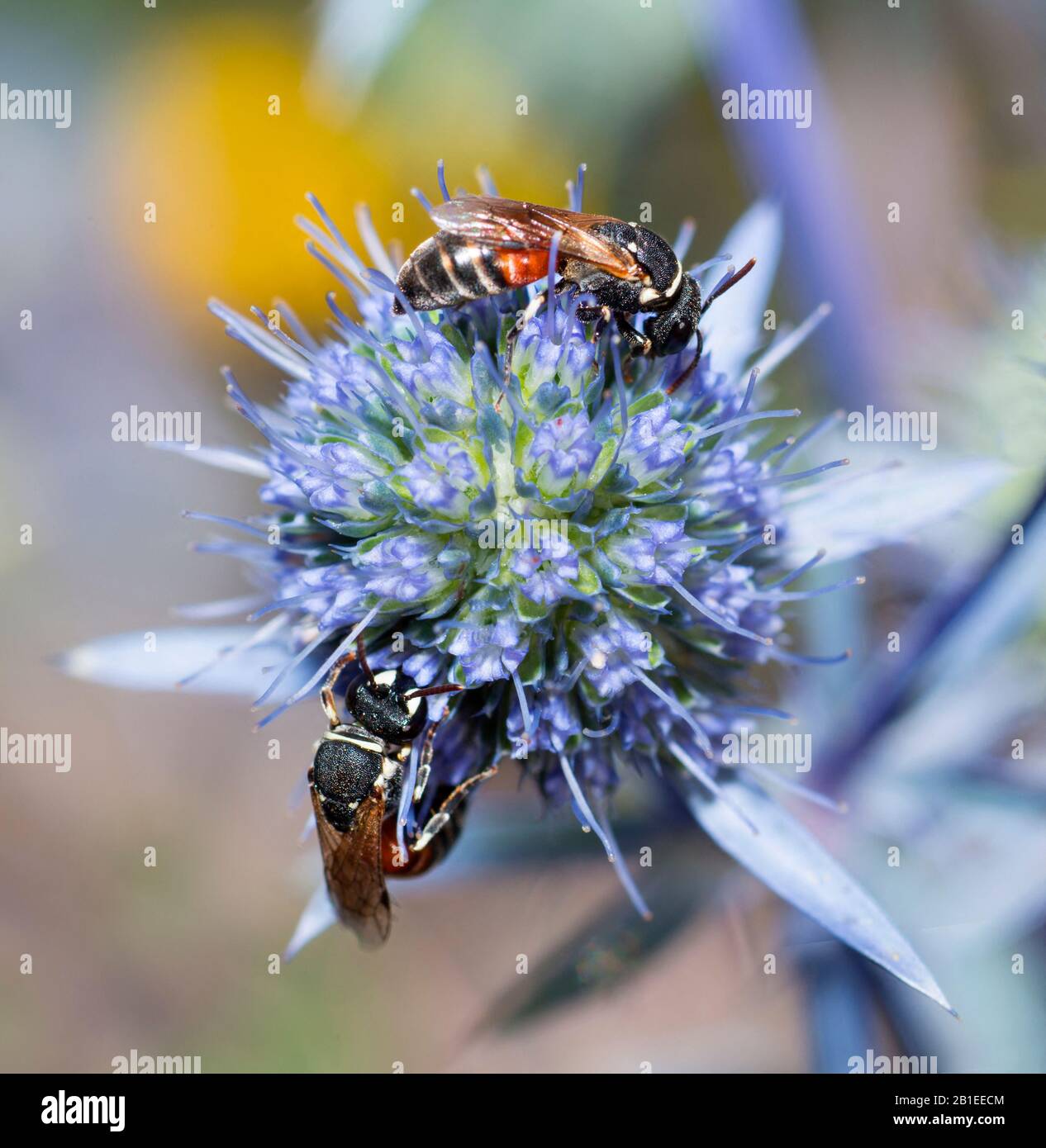 Plasterer Bee (Hylaeus variegatus) sur Plains eryngo (Eryngium planum), Parc naturel Régional des Vosges du Nord, France Banque D'Images