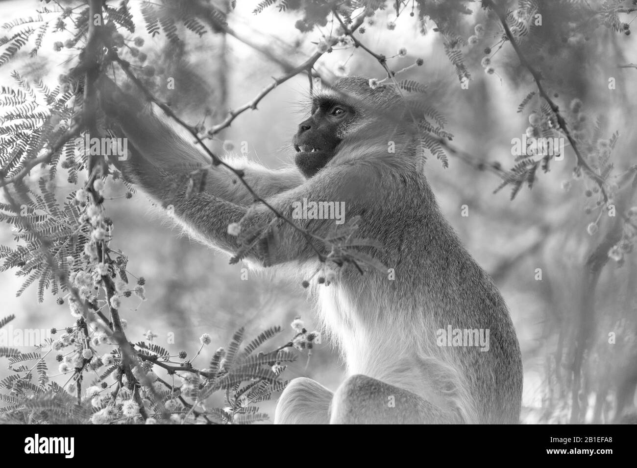 Un mignon petit singe dans le Parc National Kruger, Afrique du Sud Banque D'Images