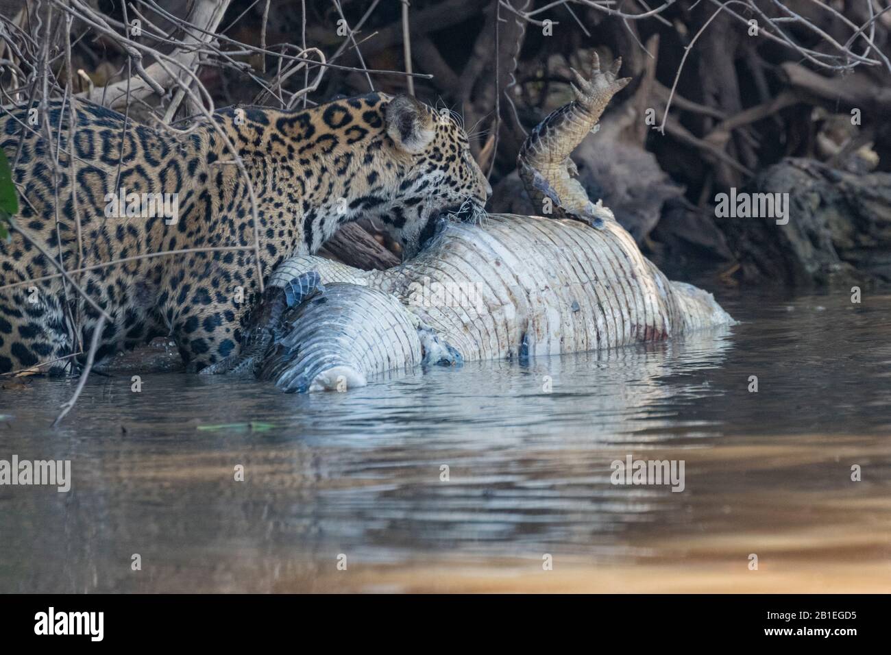 Jaguar (Pantana onca) chasse un Caiman le long de l'eau d'un rio, zone