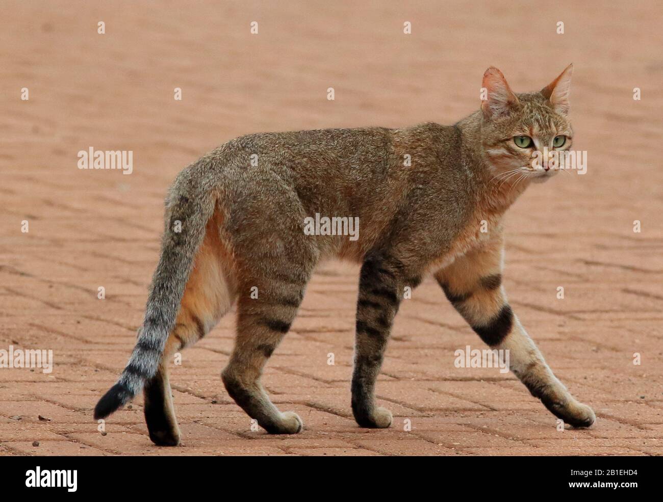 Le Chat Sauvage Africain Felis Silvestris Cafra Marche Kruger Afrique Du Sud Photo Stock Alamy