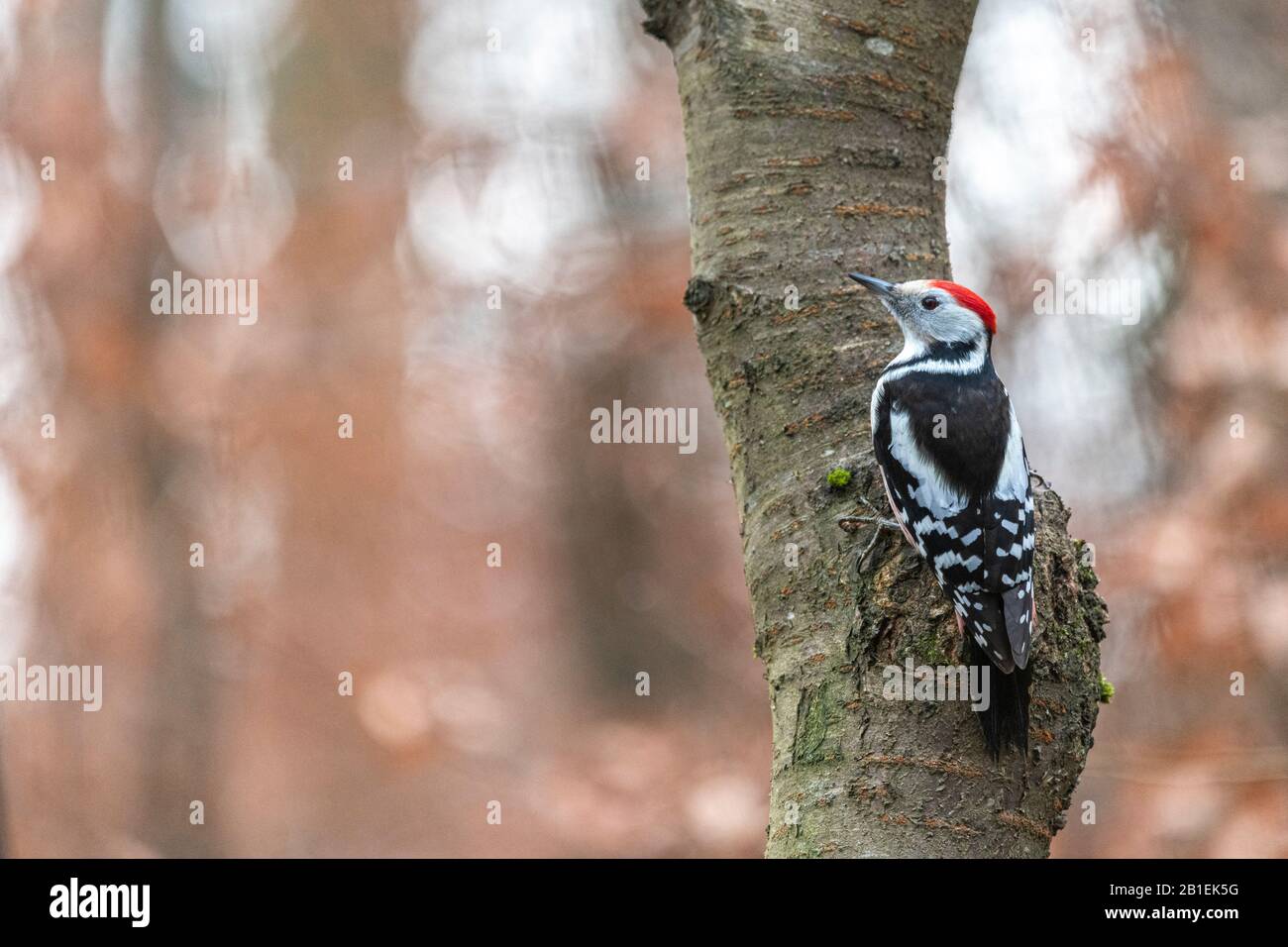 Pic à pois moyens (Dendrococos medius) sur un tronc de cerisier, Moselle, France Banque D'Images