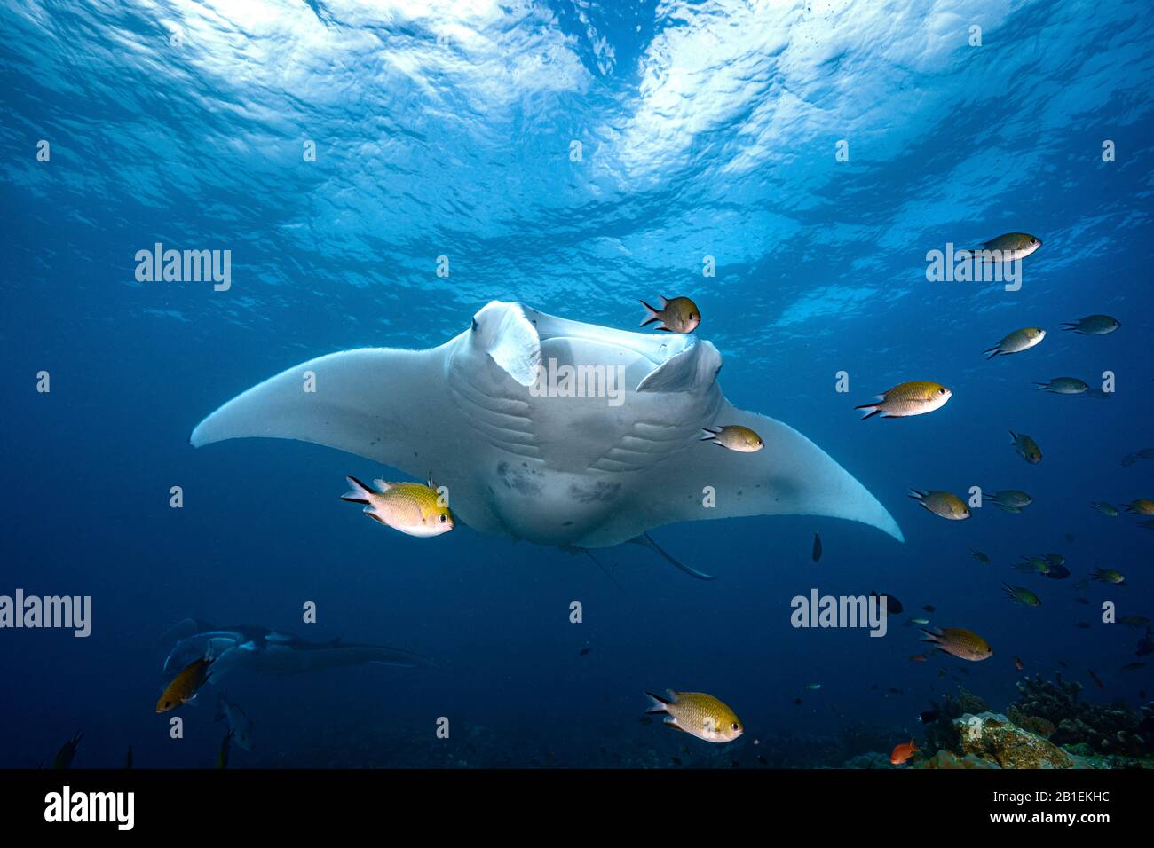 Reef manta ray (Mobula alfredi) femme, Raja Ampat, Indonésie Banque D'Images