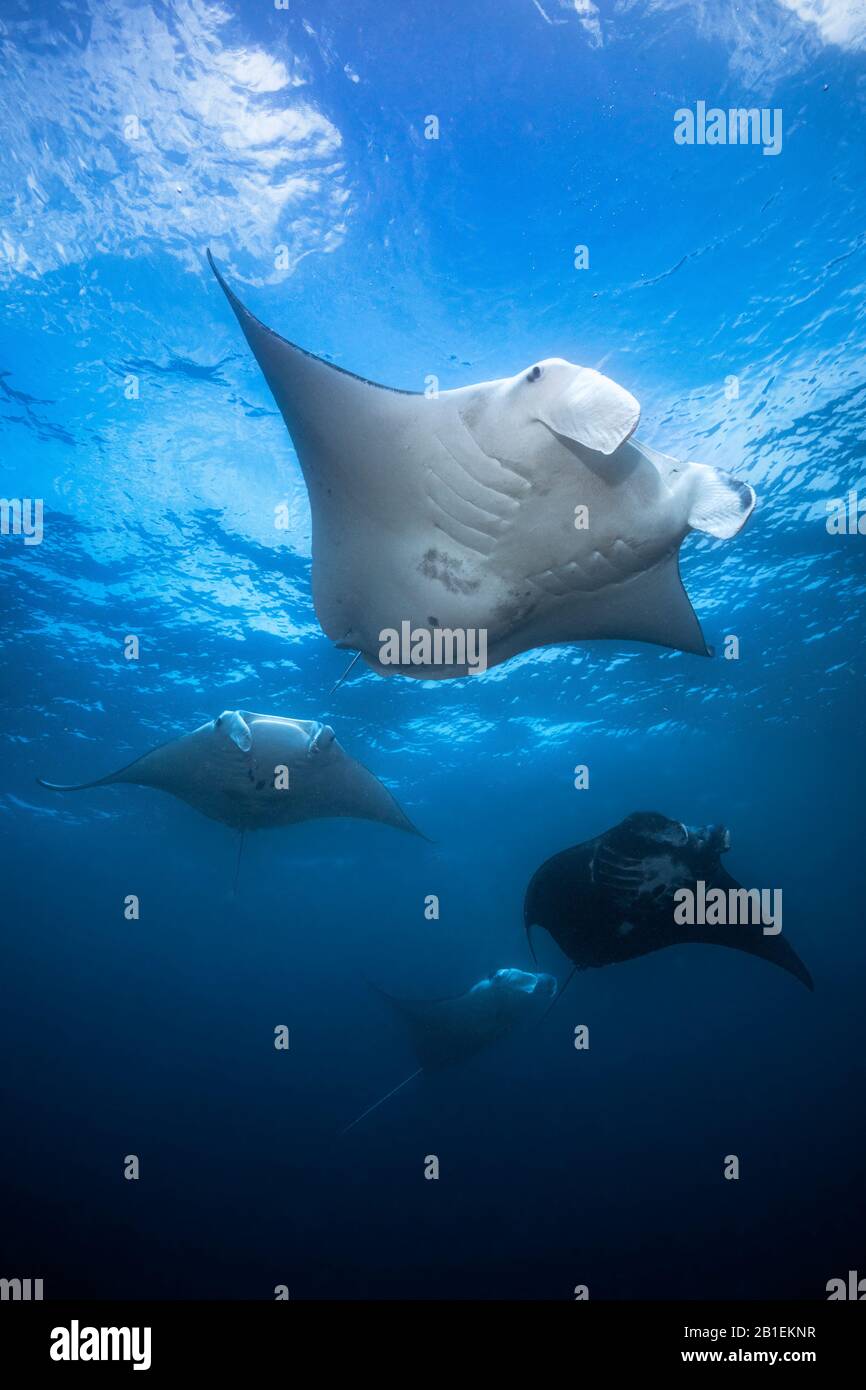 Vol de Reef manta ray (Mobula alfredi), Magic Mountain, Raja Ampat, Indonésie Banque D'Images