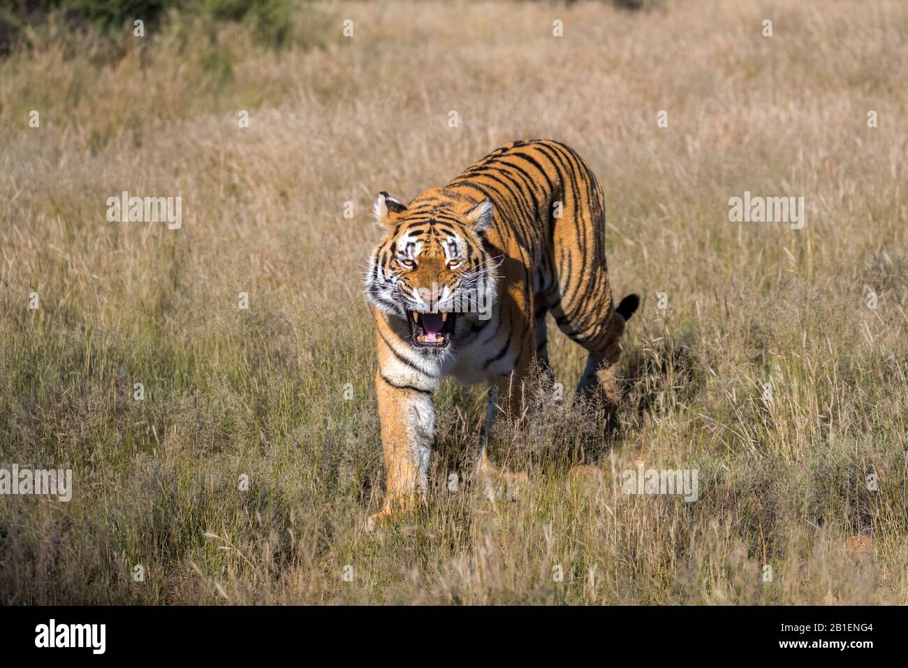 Tigre asiatique (Bengale) (Panthera tigris tigris), femme adulte, attitude agressive, réserve privée, Afrique du Sud Banque D'Images