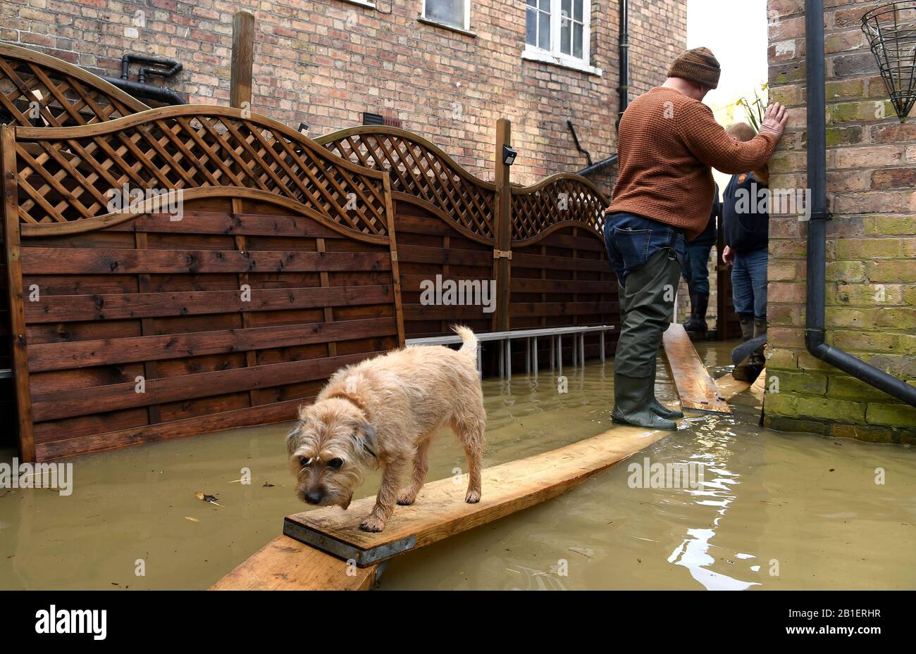 Ironbridge, Shropshire, Royaume-Uni. 25 février 2020. Rivière Severn en inondation dans Ironbridge Shropshire Royaume-Uni. Vic Haddock âgé de 60 ans, qui vit à côté de la rivière Severn à Ironbridge regarde son chien Pippin marcher sur les panneaux d'inondation. Crédit: David Bagnall/Alay Live News Banque D'Images