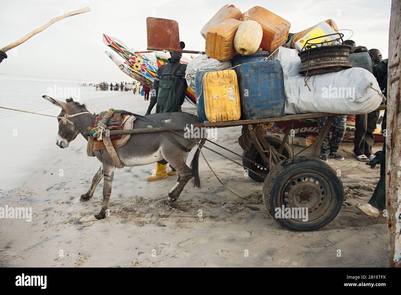 Ferlo DESERT, SÉNÉGAL, 17 JANVIER 2020: Transport local de personnes avec chariot âne en Afrique de l'Ouest. Banque D'Images