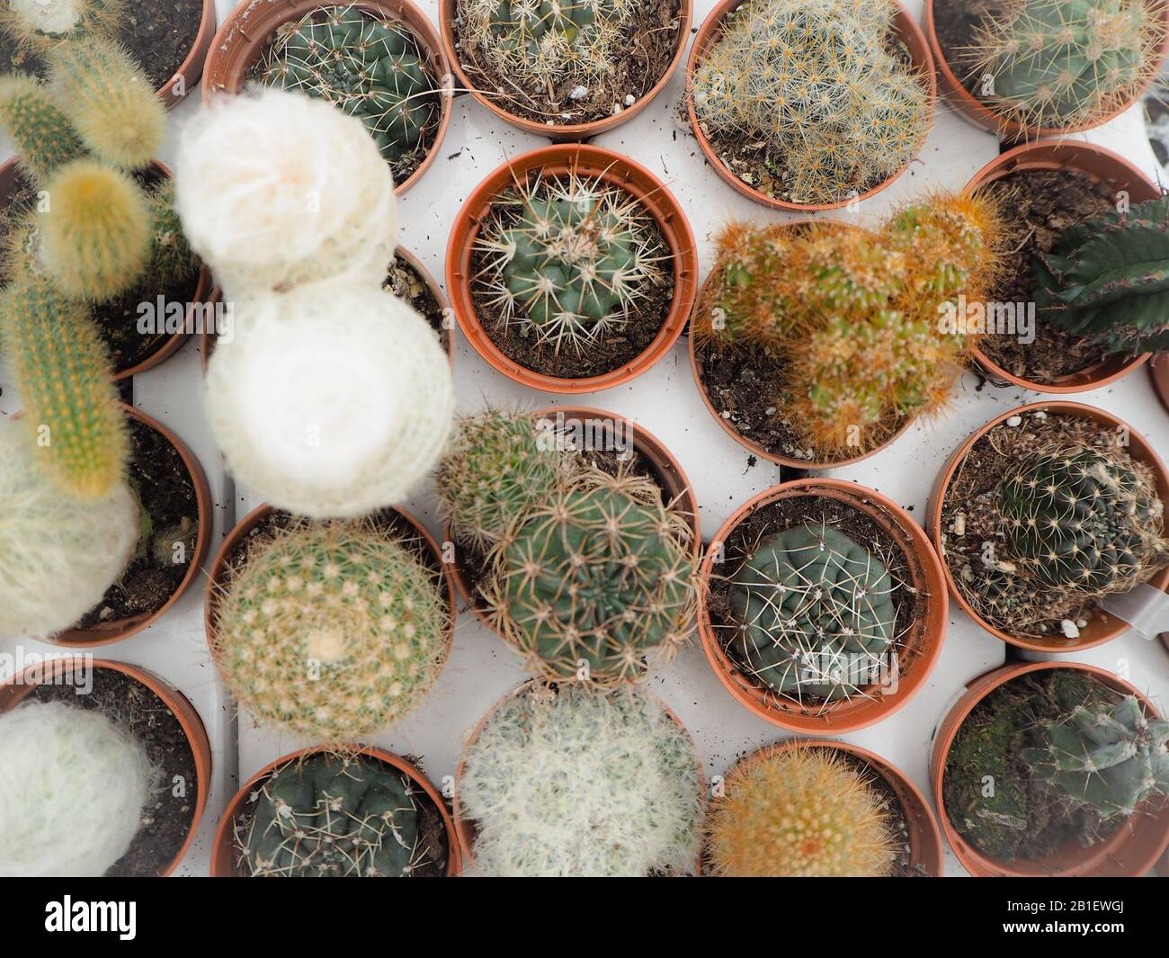 Assortiment de différents petits cactus en pots plastique sur un chargement du bac blanc Banque D'Images
